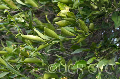Willowleaf Mediterranean Mandarin Budwood citrus plant material online shopping