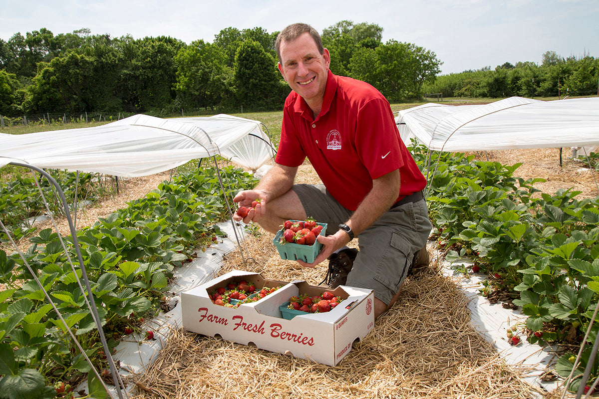 Archer June Bearing Strawberry