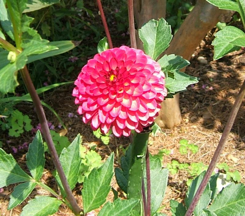 Raz Ma Taz Dahlia