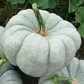 Mint Prince F1 Pumpkin Seeds online shopping