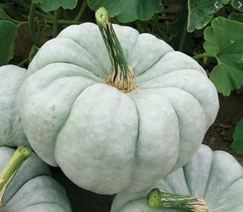 Mint Prince F1 Pumpkin Seeds online shopping