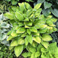 Moonlight Hosta Plants online shopping