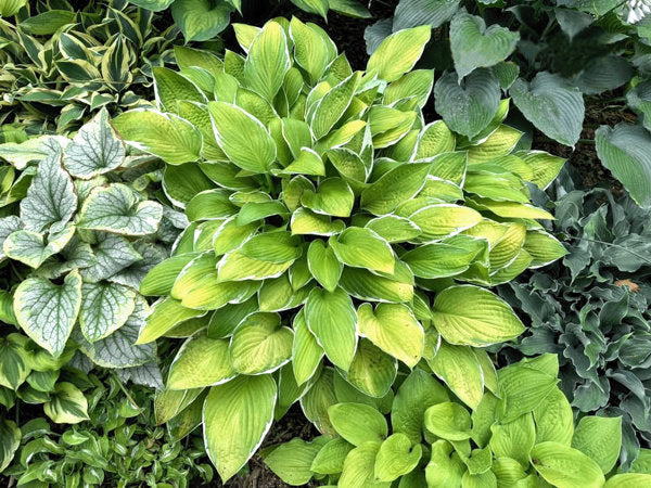Moonlight Hosta Plants online shopping