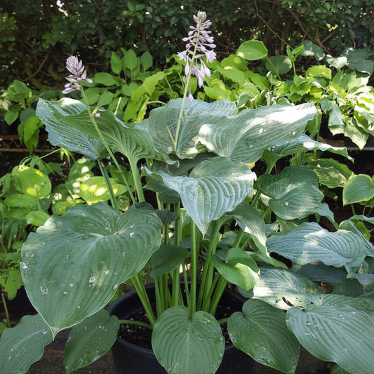 1st And Ten Hosta Plants online shopping