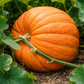 Big Max Pumpkin