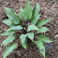 Red Titanium Hosta Plants online shopping