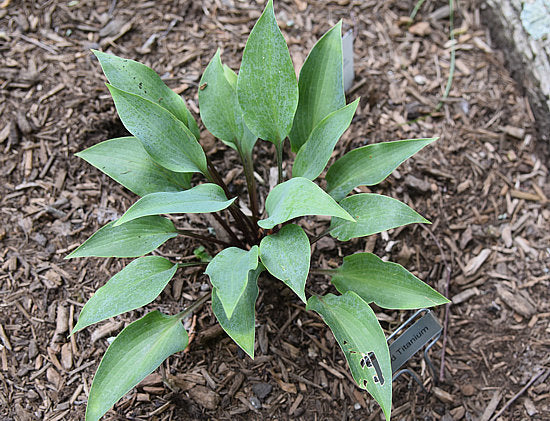 Red Titanium Hosta Plants online shopping