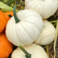 Icicle F1 Pumpkin