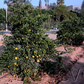 China S-7 Satsuma Mandarin Budwood citrus plant material online shopping