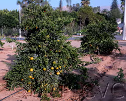 China S-7 Satsuma Mandarin Budwood citrus plant material online shopping