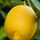 Femminello Siracusano 2KR Lemon Budwood citrus plant material online shopping