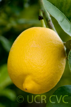 Femminello Siracusano 2KR Lemon Budwood citrus plant material online shopping