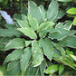 Valley's Sushi Hosta Plants online shopping
