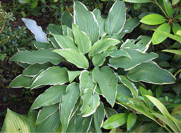 Valley's Sushi Hosta Plants online shopping