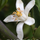 Femminello Siracusano White Flowered Lemon Budwood citrus plant material online shopping