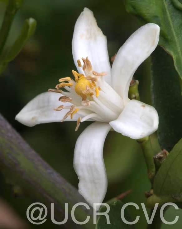 Femminello Siracusano White Flowered Lemon Budwood citrus plant material online shopping