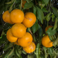 Kiyomi Tangor Mandarin Budwood citrus plant material online shopping