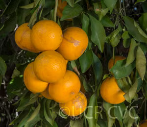 Kiyomi Tangor Mandarin Budwood citrus plant material online shopping