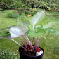 Mirror Lake Hosta Plants online shopping