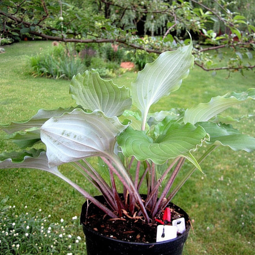 Mirror Lake Hosta Plants online shopping