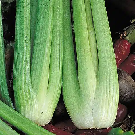 Victoria F1 Celery