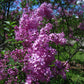 Lilac Sunday Rouen Lilac lilac plant online shopping