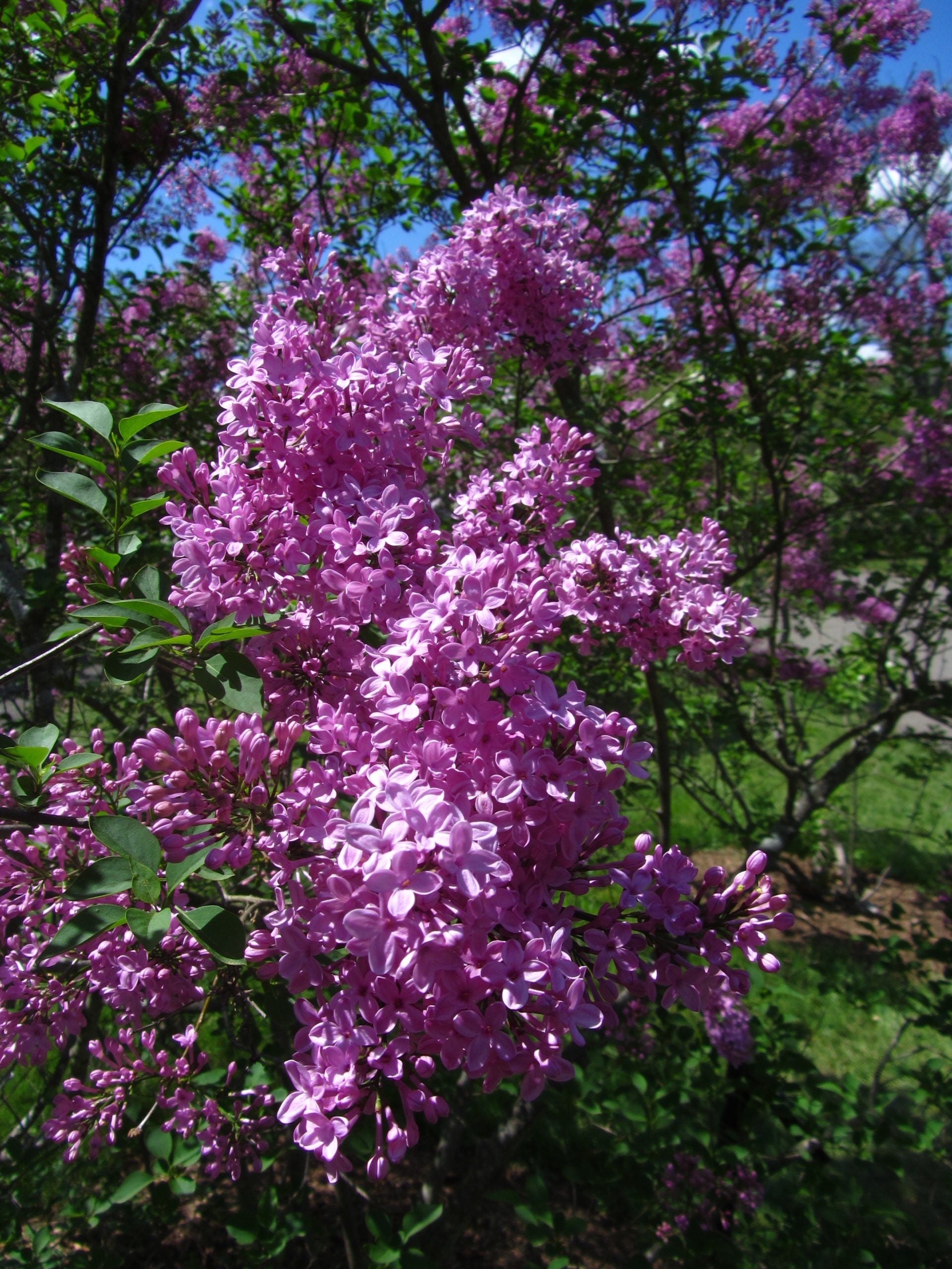 Lilac Sunday Rouen Lilac lilac plant online shopping