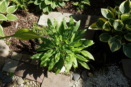 Addicted To Love Hosta Plants online shopping