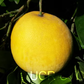 US Seedless Surprise USDA 1-77-19 Tangelo Mandarin Budwood citrus plant material online shopping