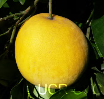 US Seedless Surprise USDA 1-77-19 Tangelo Mandarin Budwood citrus plant material online shopping