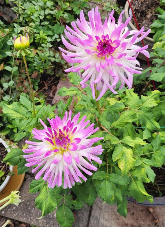 Bold Accent Dahlia
