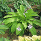 Shimmy Shake Hosta Plants online shopping