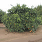 Newhall Nucellar Navel Orange Budwood citrus plant material online shopping