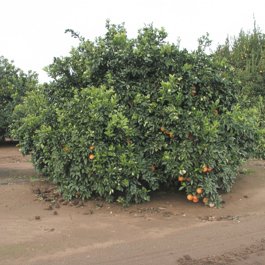 Newhall Nucellar Navel Orange Budwood citrus plant material online shopping