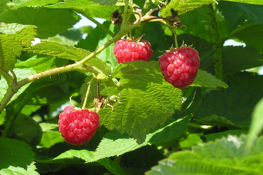 Rubus ‘Boyne’ Summer Bearing Raspberry Plants online shopping