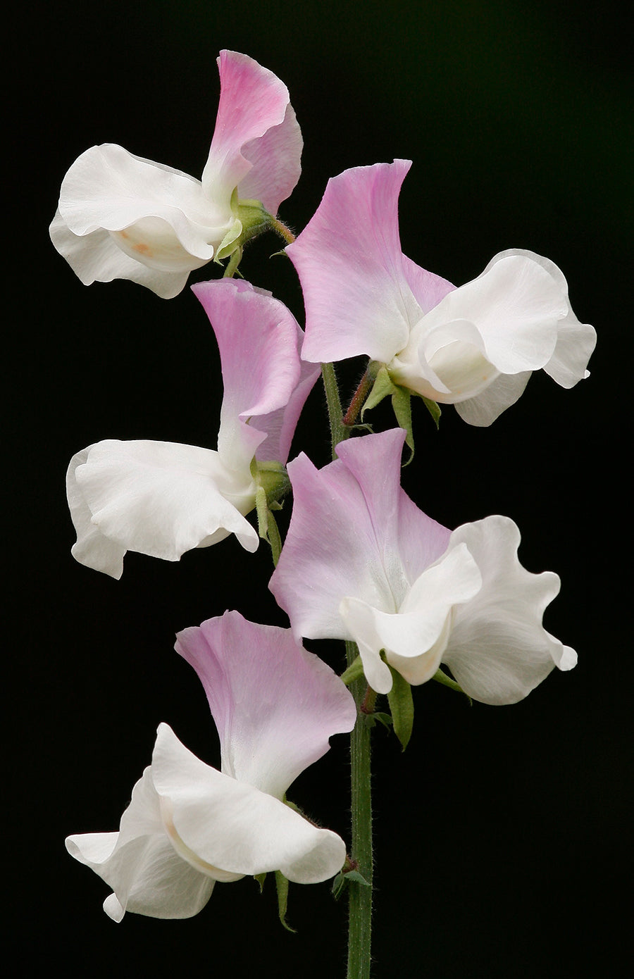 Signpost Sweet Pea