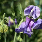Noel Sutton Sweet Pea seeds online shopping