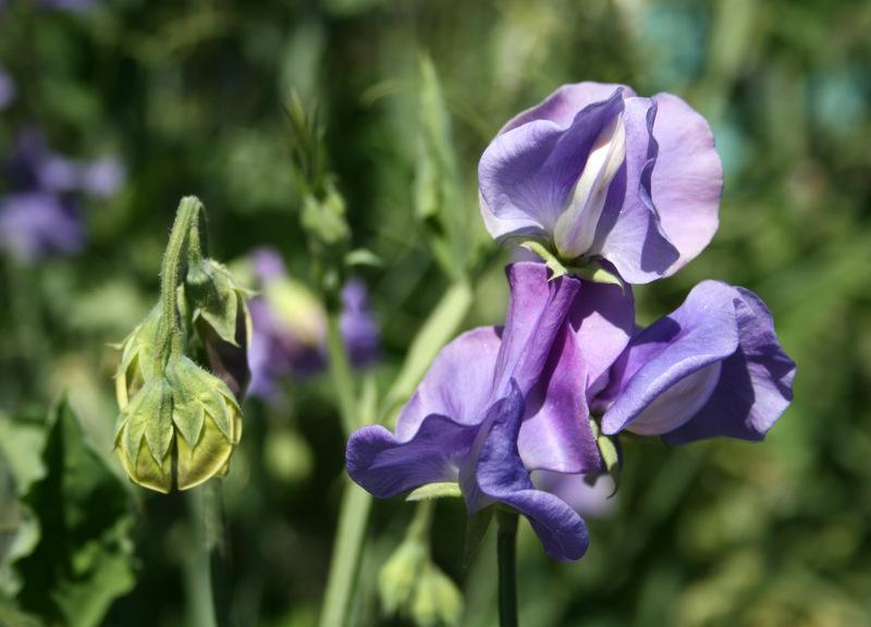 Noel Sutton Sweet Pea seeds online shopping
