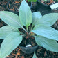 Holar Ice Empress Hosta Plants online shopping