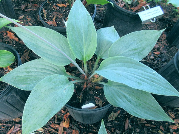 Holar Ice Empress Hosta Plants online shopping