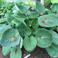 Big Daddy Hosta Plant Plants online shopping