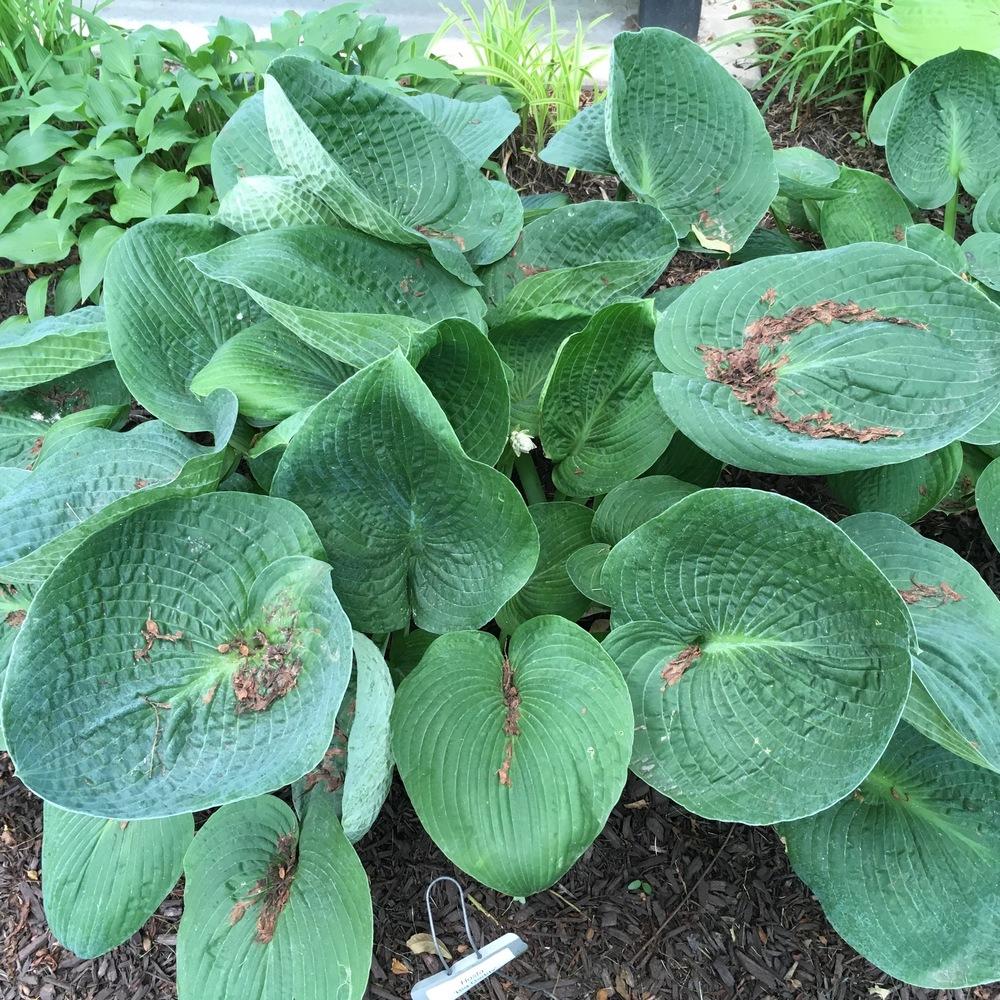 Big Daddy Hosta Plant Plants online shopping