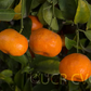 Sun Chu Sha Mandarin Seed citrus plant material online shopping