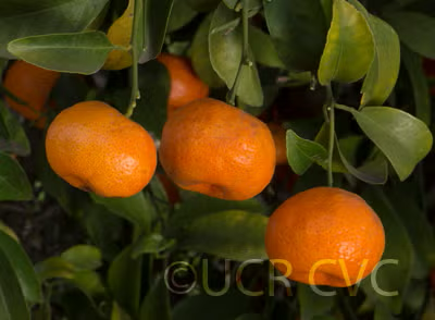 Sun Chu Sha Mandarin Seed citrus plant material online shopping