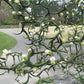 Flying Dragon Trifoliate Seed citrus plant material online shopping