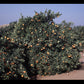 Nova Mandarin Budwood citrus plant material online shopping