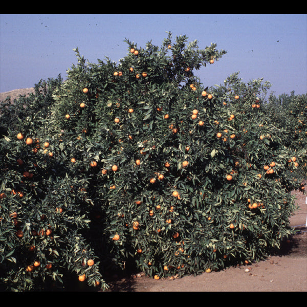 Nova Mandarin Budwood citrus plant material online shopping