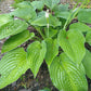 Chanticleer Hosta Plants online shopping