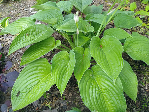 Chanticleer Hosta Plants online shopping