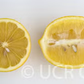 Interdonato Lemon Budwood citrus plant material online shopping